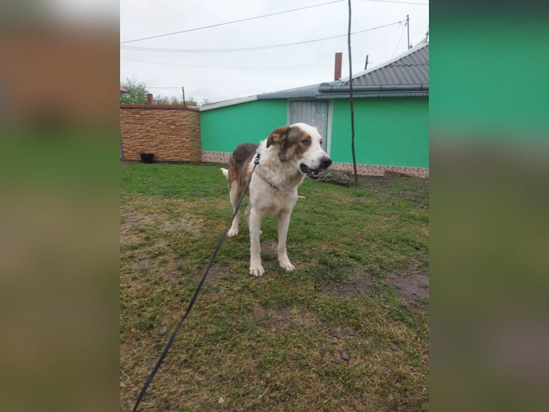 MOGLI - ist bereit für Abenteuer