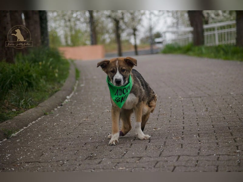 süßer Valentin sucht