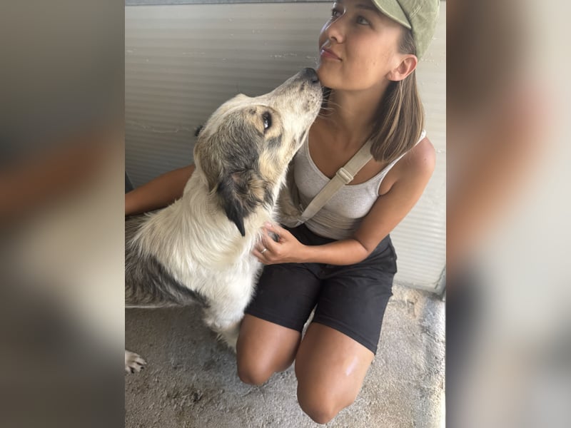 Davide:  Traumhund für "Große Hunde-Freunde"