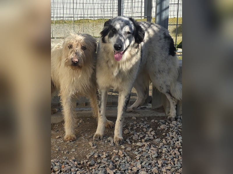 Mila: starke Schulter zum Anlehnen gesucht