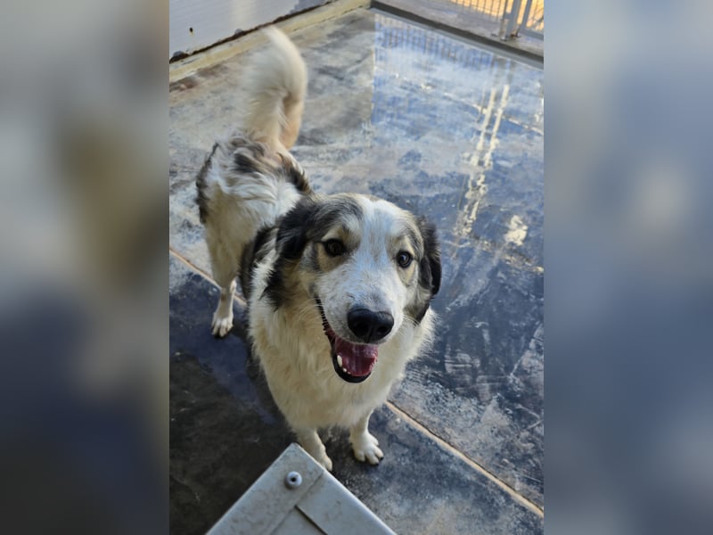 Davide:  Traumhund für "Große Hunde-Freunde"