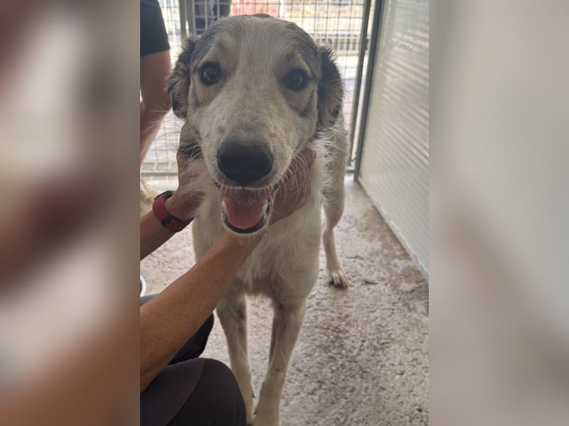 Davide:  Traumhund für "Große Hunde-Freunde"