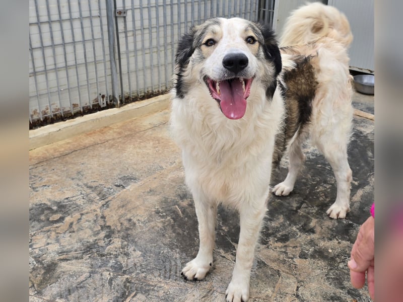 Davide: Traumhund ohne Wenn und Aber