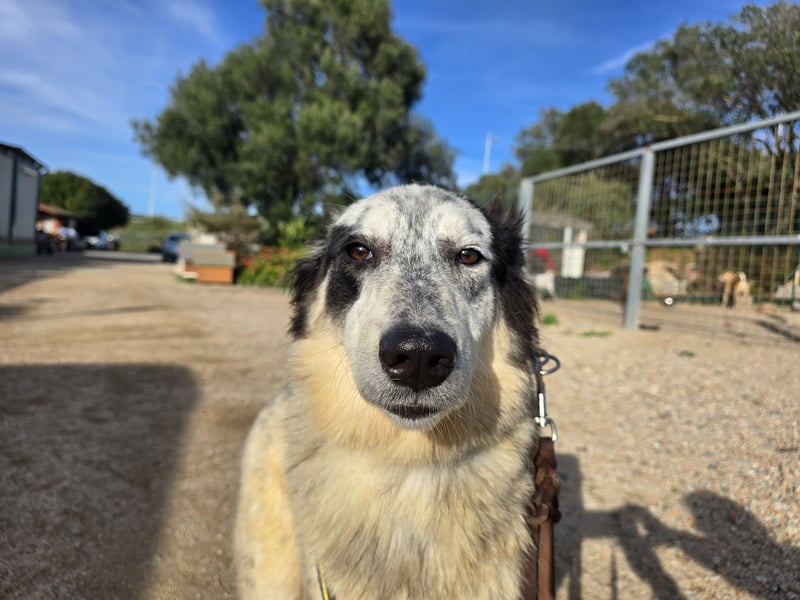 Mila: starke Schulter zum Anlehnen gesucht