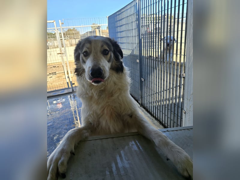 Davide:  Traumhund für "Große Hunde-Freunde"