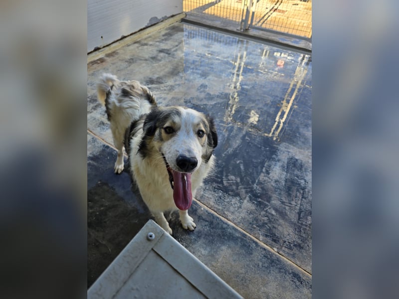 Davide:  Traumhund für "Große Hunde-Freunde"