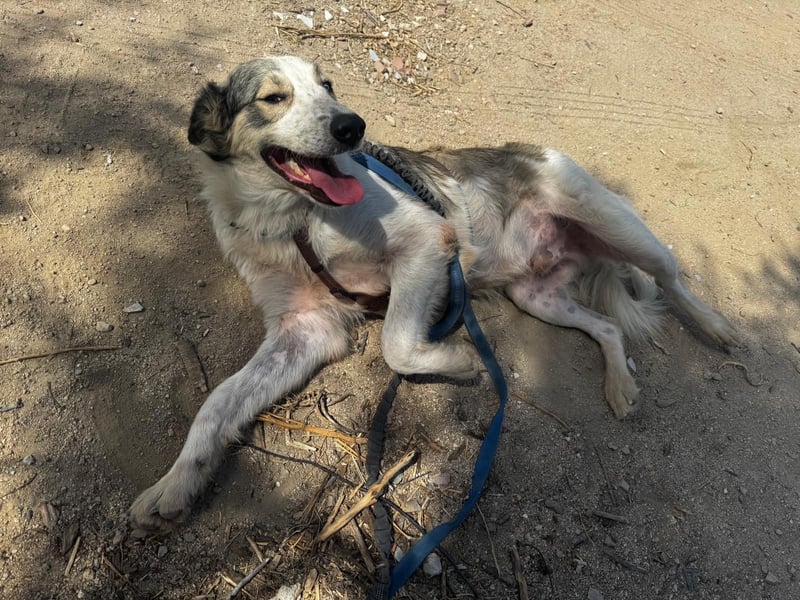 Davide:  Traumhund für "Große Hunde-Freunde"