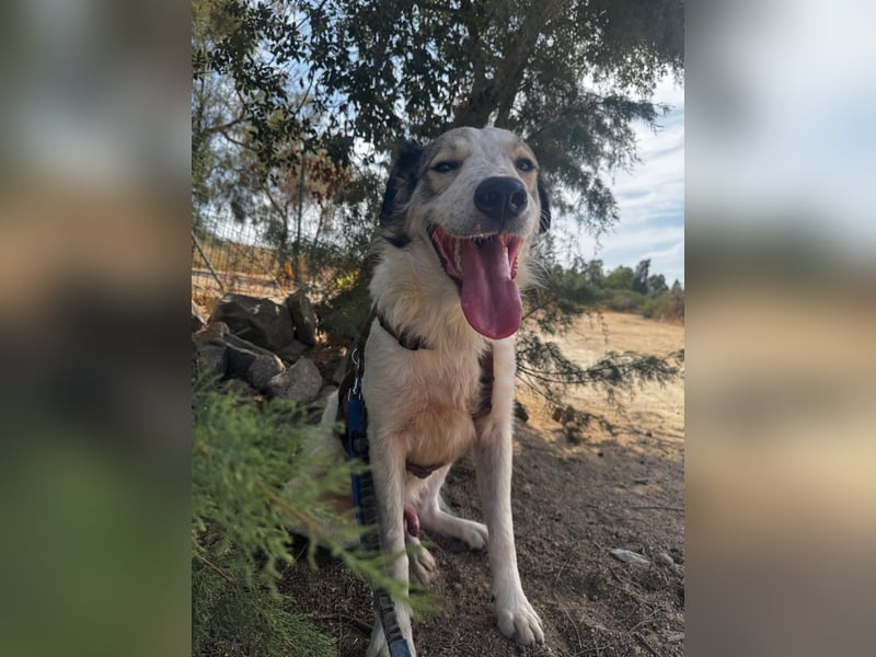 Davide:  Traumhund für "Große Hunde-Freunde"