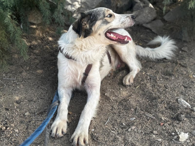 Davide:  Traumhund für "Große Hunde-Freunde"