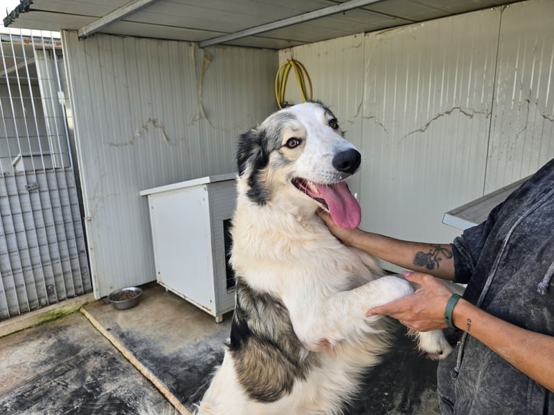 Davide: Traumhund ohne Wenn und Aber