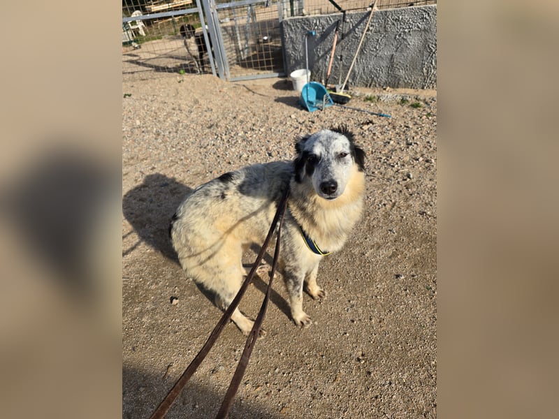 Mila: starke Schulter zum Anlehnen gesucht