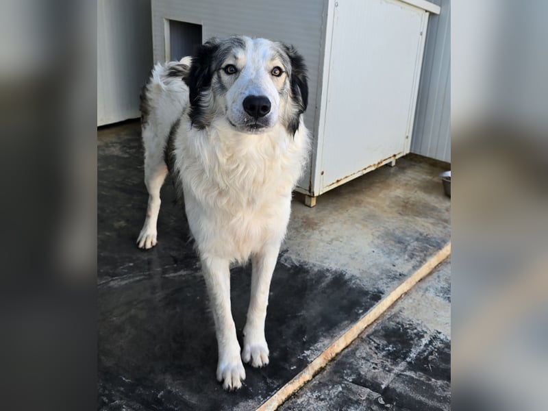 Davide:  Traumhund für "Große Hunde-Freunde"