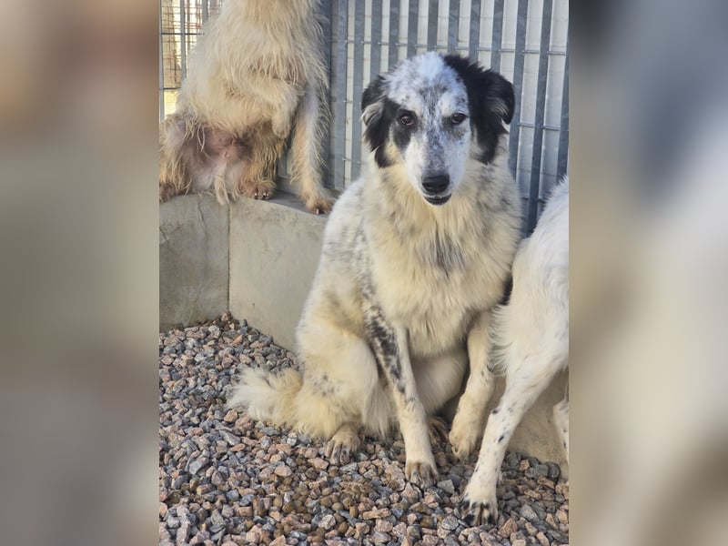 Mila: starke Schulter zum Anlehnen gesucht