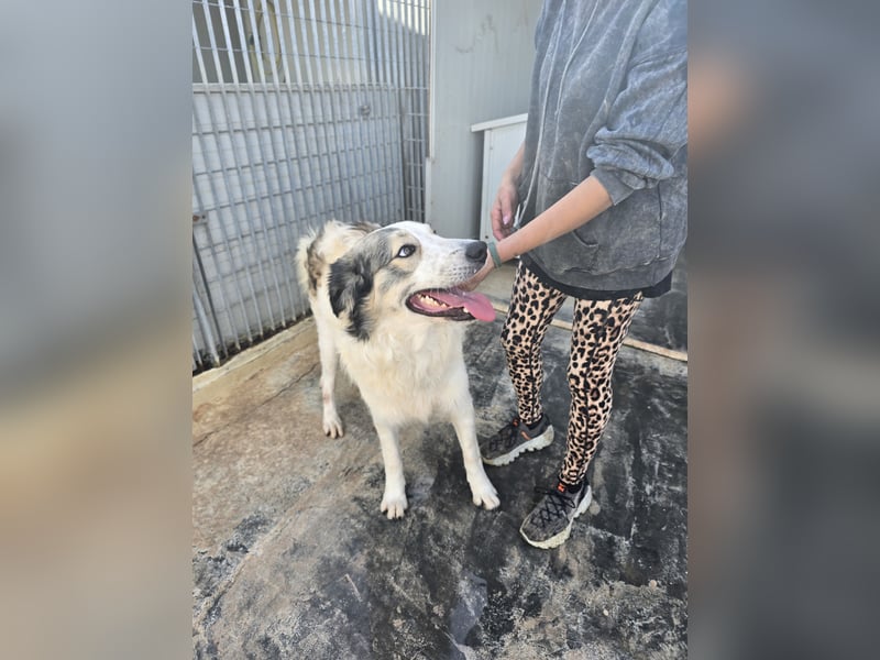 Davide:  Traumhund für "Große Hunde-Freunde"