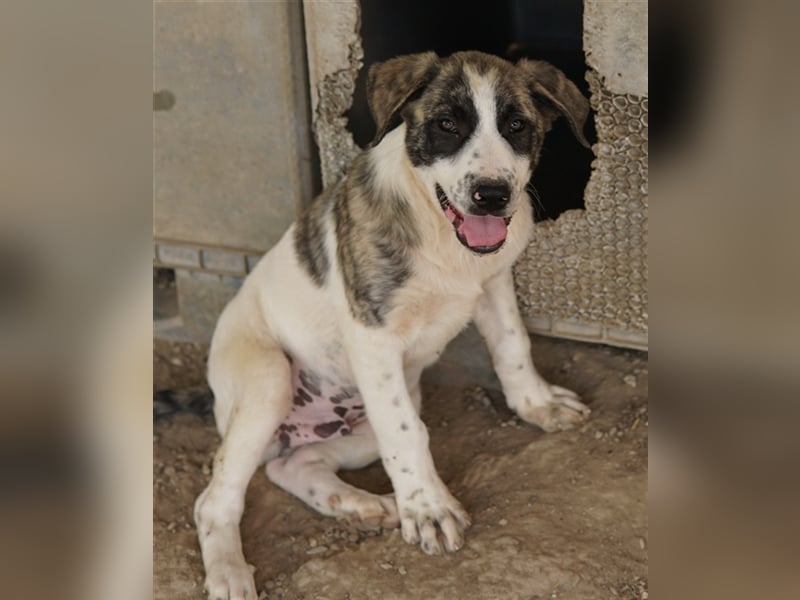 Snickers, geb. ca. 02/2023, lebt in GRIECHENLAND, im städt. Tierheim Serres