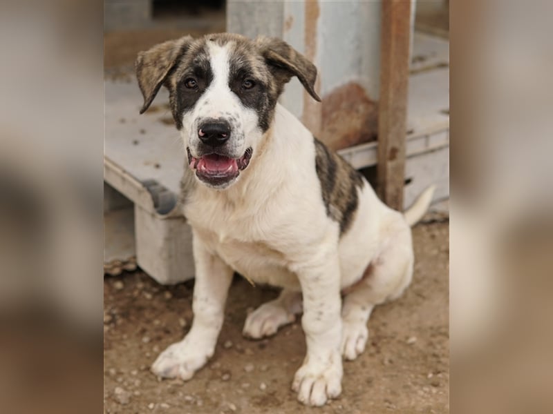 Snickers, geb. ca. 02/2023, lebt in GRIECHENLAND, im städt. Tierheim Serres