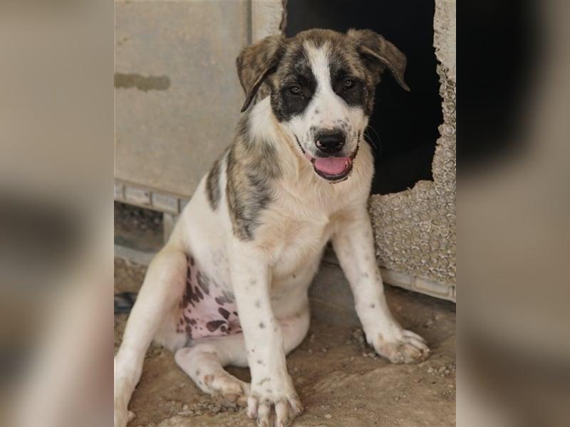 Snickers, geb. ca. 02/2023, lebt in GRIECHENLAND, im städt. Tierheim Serres