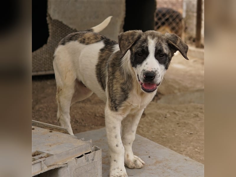 Snickers, geb. ca. 02/2023, lebt in GRIECHENLAND, im städt. Tierheim Serres