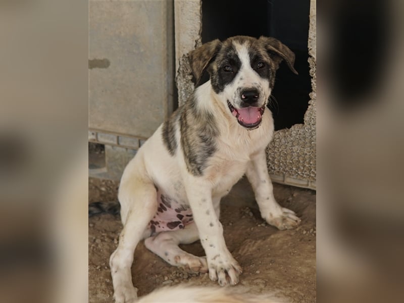 Snickers, geb. ca. 02/2023, lebt in GRIECHENLAND, im städt. Tierheim Serres