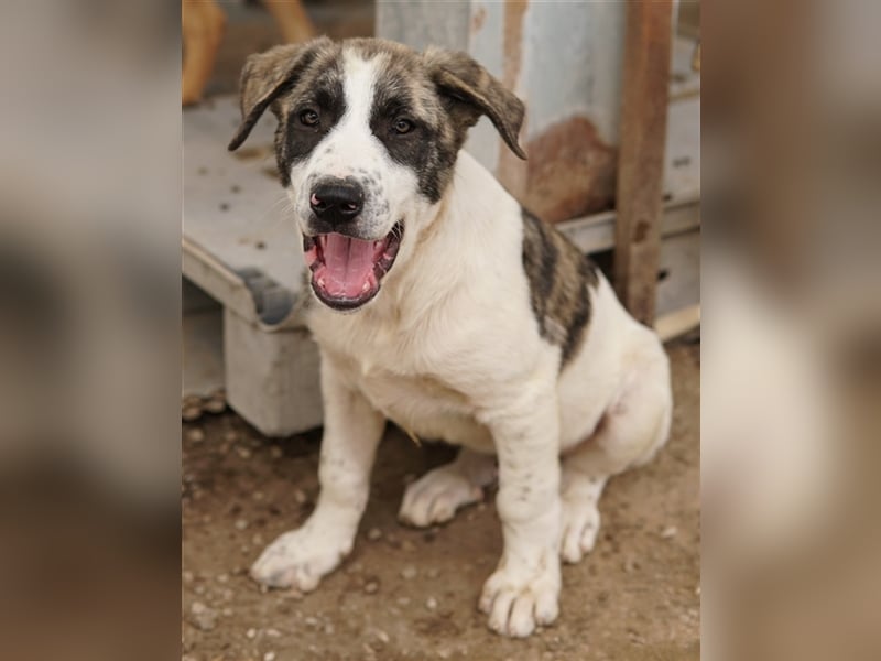 Snickers, geb. ca. 02/2023, lebt in GRIECHENLAND, im städt. Tierheim Serres