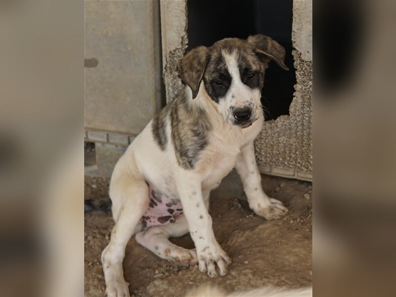 Snickers, geb. ca. 02/2023, lebt in GRIECHENLAND, im städt. Tierheim Serres