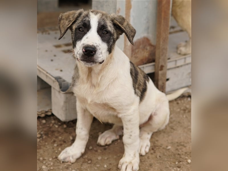 Snickers, geb. ca. 02/2023, lebt in GRIECHENLAND, im städt. Tierheim Serres