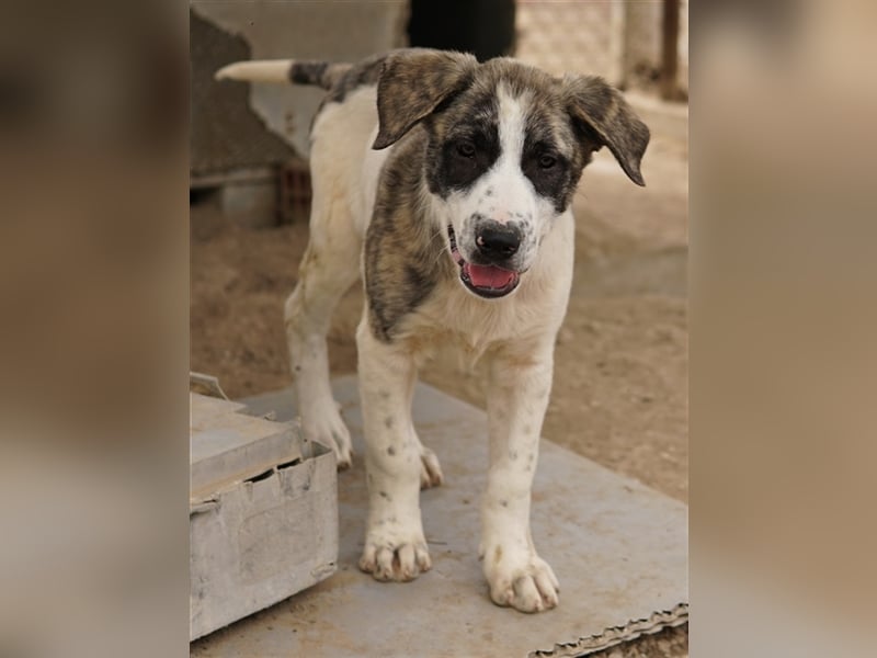 Snickers, geb. ca. 02/2023, lebt in GRIECHENLAND, im städt. Tierheim Serres