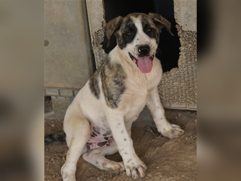 Snickers, geb. ca. 02/2023, lebt in GRIECHENLAND, im städt. Tierheim Serres