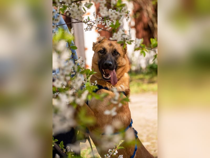 Freundlicher Waldaj sucht seine Menschen