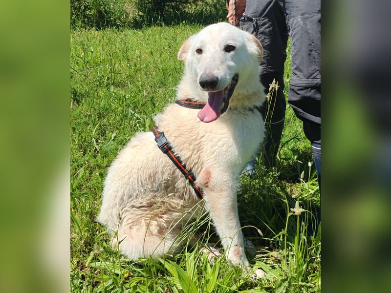 Idaho sucht ein liebevolles Zuhause