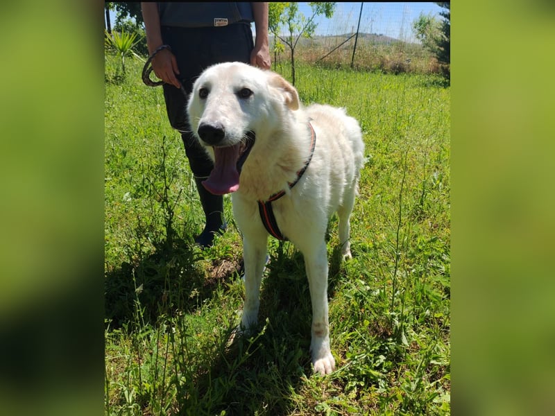 Idaho sucht ein liebevolles Zuhause