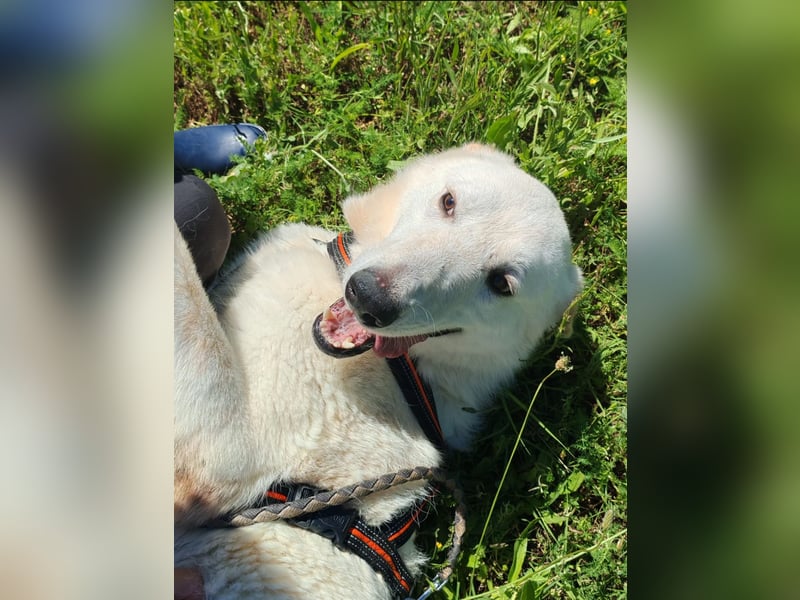 Idaho sucht ein liebevolles Zuhause