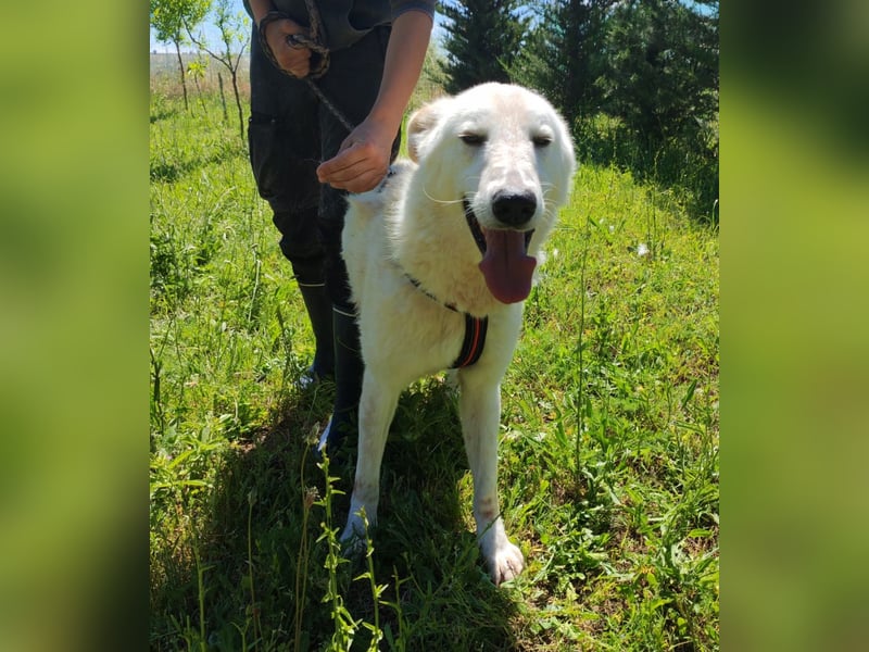 Idaho sucht ein liebevolles Zuhause