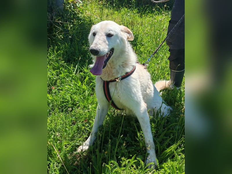 Idaho sucht ein liebevolles Zuhause