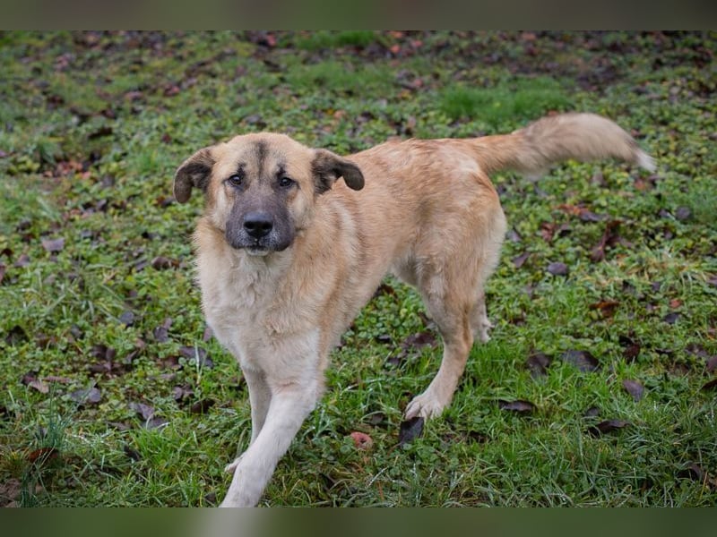 SERINA - die hübsche Maus freut sich auf tolle Abenteuer mit ihren Menschen!