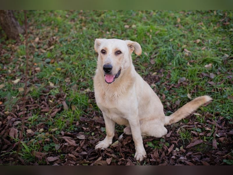 ELIJAH - der freundliche und aufgeschlossene Hundemann möchte geliebt und umsorgt werden