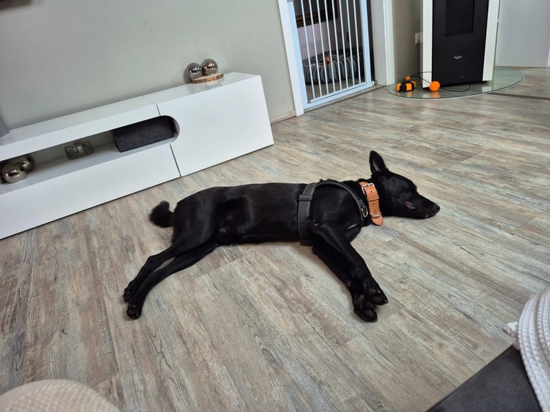 ROCKY - der Süße ist bereits in Deutschland. Zum Kennenlernen können Sie ihn gerne besuchen