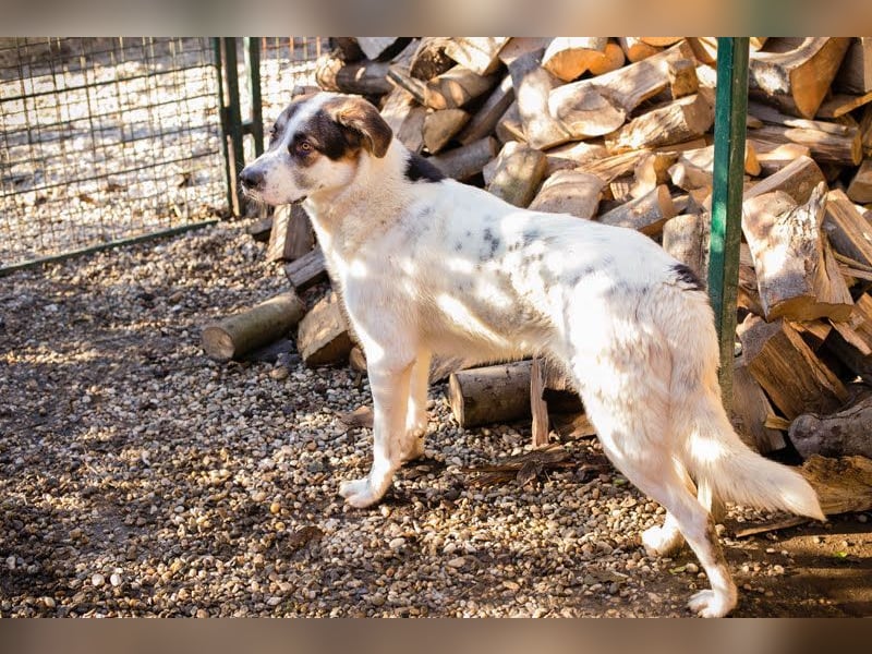 MARLON - der große und starke liebe Junge sucht eine unternehmungslustige Familie