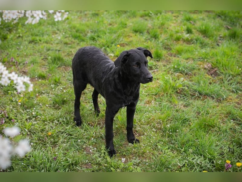Welpe CHICA - ich träume von tollen Abenteuern mit meinen Menschen!