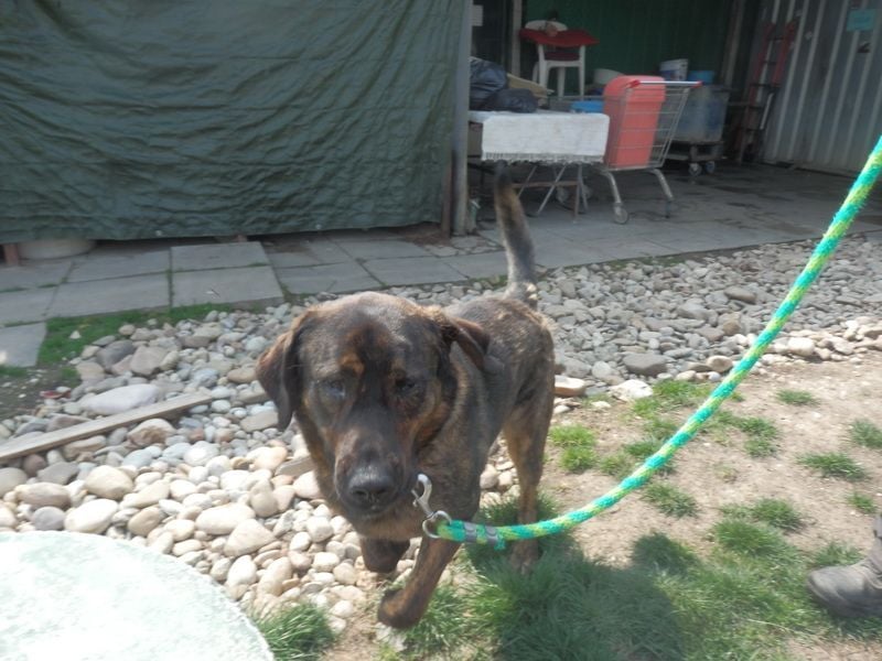 SHELL - Welche starke, erfahrene Hand zeigt mir das Leben?