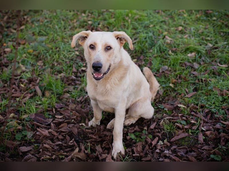 ELIJAH - der freundliche und aufgeschlossene Hundemann möchte geliebt und umsorgt werden