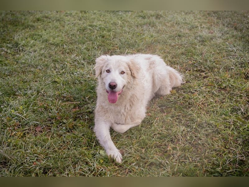 MAROS - das freundliche Kerlchen freut sich auf tolle Abenteuer mit seiner Familie!