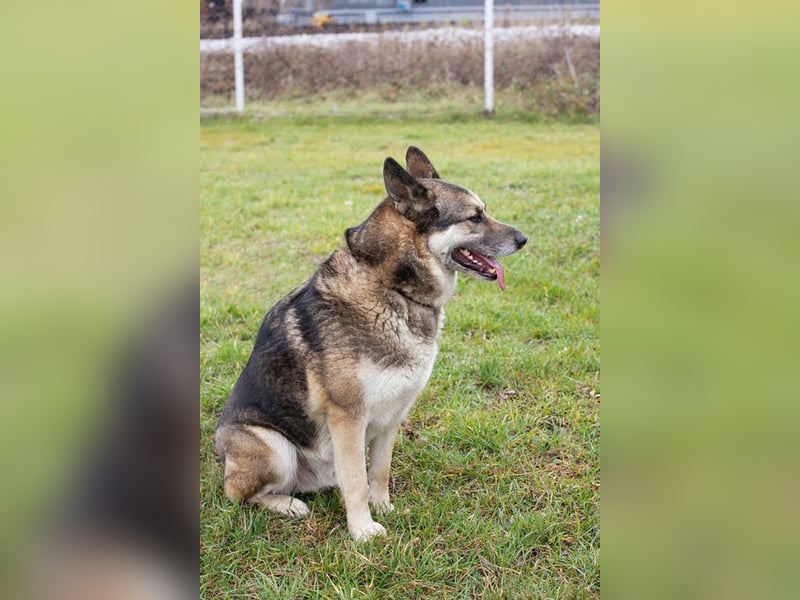 DAX - der hübsche Senior liebt Menschen, lernt schnell + gerne und sucht eine hundeerfahrene Familie