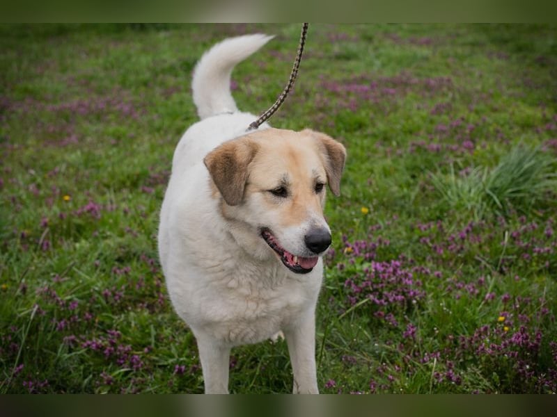 KAMILA - ruhige, nette und besonnene Herdenschutz-Mix-Hündin sucht erfahrene Familie