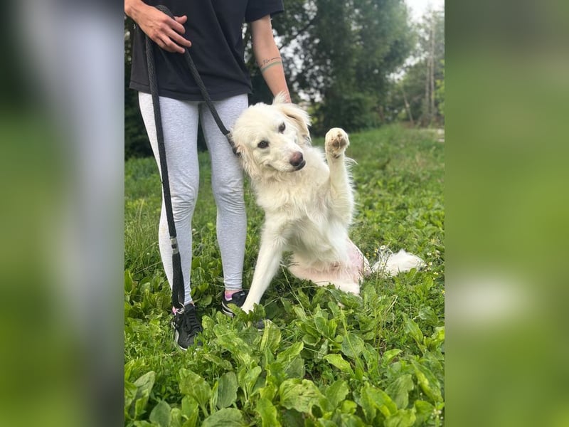 PEPINO - der lebenslustige Rüde träumt von Geborgenheit und Liebe in seinem eigenen Zuhause