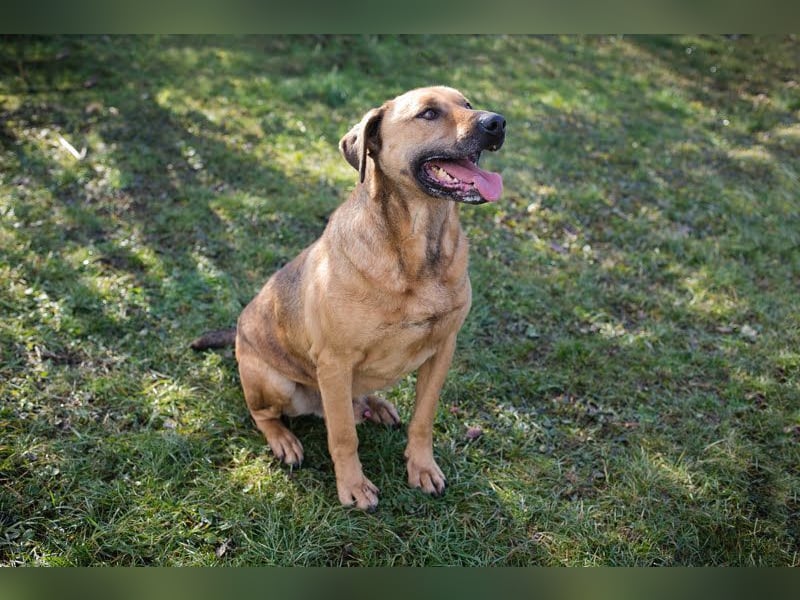 QUINCY - der ruhige + verschmuste große Rüde möchte das Leben zusammen mit seinen Menschen genießen