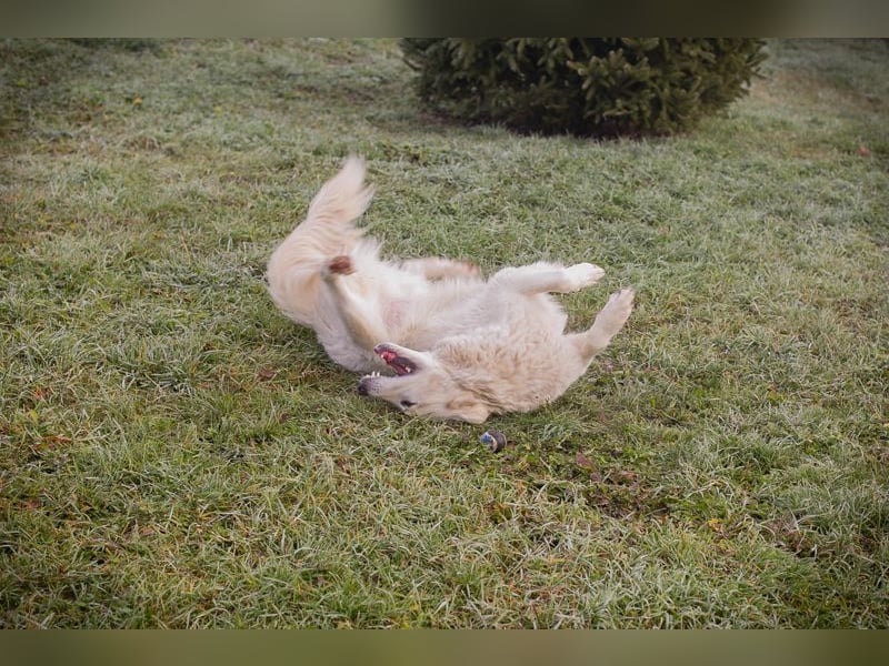 MAROS - das freundliche Kerlchen freut sich auf tolle Abenteuer mit seiner Familie!