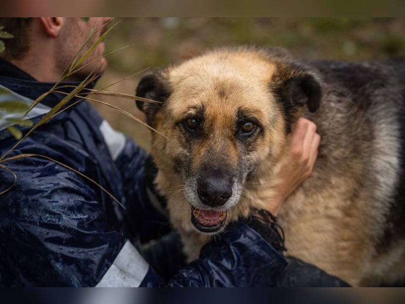 CHIKU - toller, sozialer, gelehriger und ruhiger (also der perfekte!) Kumpel sucht seine Familie