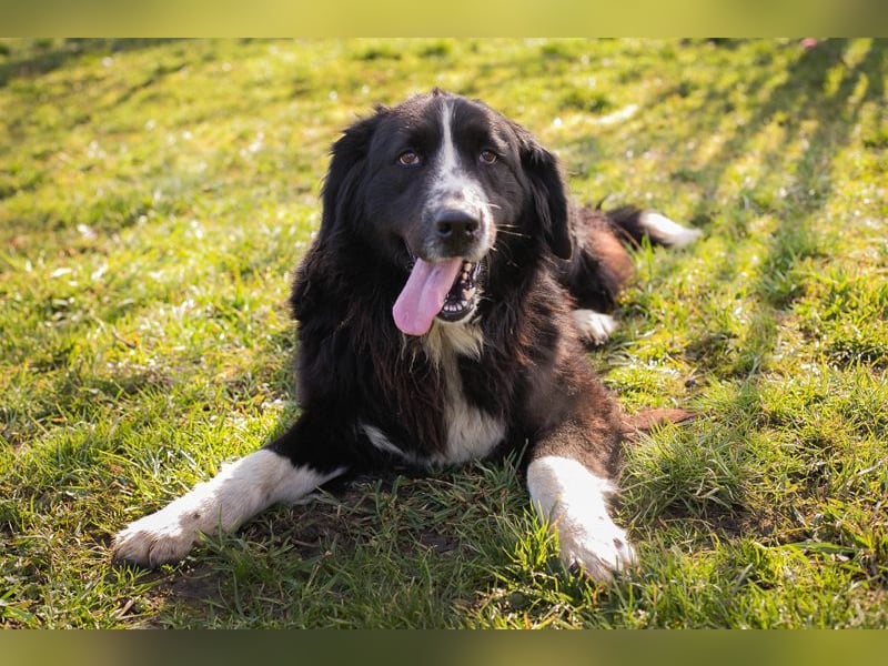 TOMMA - die kräftige und aktive Hündin sucht ein passendes Für-Immer Zuhause!