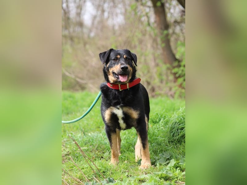 OSKAR - wer zeigt dem verspielten, klugen Rüden, wie schön ein Hundeleben sein kann?